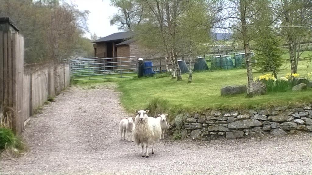 Stronavaich Cairngorm Guest House تومينتول المظهر الخارجي الصورة